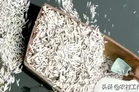 10万斤鲮鱼被冻死，养殖户1天亏了70万！虾农亏惨了图片