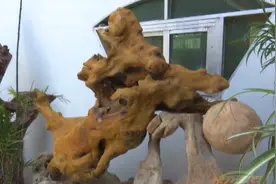兴宁民间根雕师陈锡瑶：让枯木再逢春图片
