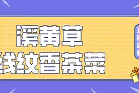 中药溪黄草图片