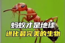 蚂蚁竟比人类还要“完美”，这是真的吗？图片