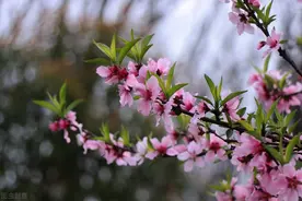 诗经系列之六：十里桃花，灼灼其华—《桃夭》图片