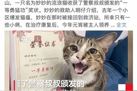 佛山“被收养的流浪猫协助破案获颁奖状”？警方称消息不实图片