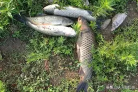 夏天钓河流，不是每段都有鱼，这4种位置大鱼扎堆图片