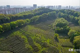 大隐于市！光谷最北，花山500亩茶园藏在无边青绿中图片