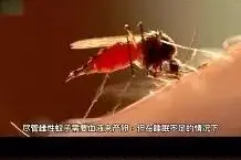 蚊子睡眠不足不愿意咬人图片