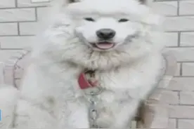 嘴馋砸窗毒死宠物犬后分食，三人被判处拘役、分别罚款1000元图片