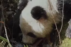 罕见！大熊猫醉倒了图片
