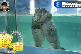 水族馆海豹超爱拥吻，惹人注目，日本饲养员：不是你想的那样图片