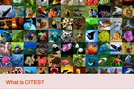《濒危野生动植物种国际贸易公约》真的有效吗? |BioGreen [预出版]图片