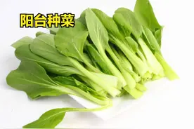 分享10种阳台种植的蔬菜，生长期短，多次收割，价格还昂贵图片