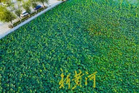 "荷"你相约，华山湿地现“接天莲叶无穷碧”美景图片