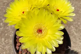 仙人球界的“扛把子”—青王丸，开花勤、花量多，颜值高又好养图片