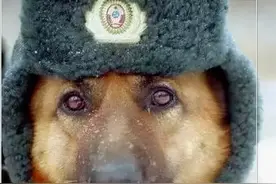 军犬为了追随退伍主人，忍痛舍孩，还付出了最宝贵的代价图片