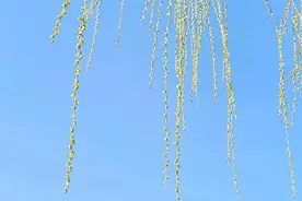 散记：春芽儿，那一抹绿最动人图片