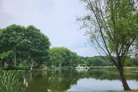 《湿地，我的家园》：大武汉首个人工湿地公园——解放公园的蝶变之美图片