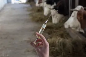 青霉素5个妙用，完美解决日常牛群生病图片