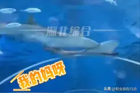 海洋馆鲨鱼撕咬同类，工作人员：“交配季节争夺雌性，受伤会治疗”图片