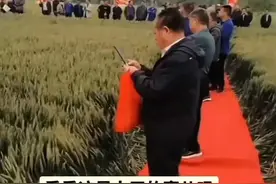 这群农业专家站着红毯踩倒麦穗，更是踩碎了全国农民的心。图片