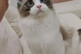 布偶猫传腹吃药治疗传腹的分享图片