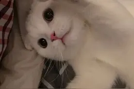 正确认识猫咪肿瘤图片