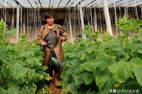 用米醋和小苏打喷施蔬菜，到底是真还是假？答案全部告诉你图片