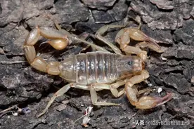 饮食用药小常识每周科普—全蝎图片
