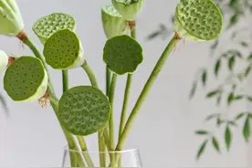 触动心灵的茶文案图片