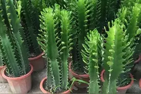 为什么龙骨花是一种危险的植物？龙骨花为什么不能养在家里？图片