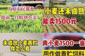1500元一亩，谁在收购小麦青苗？这事儿有点反常图片