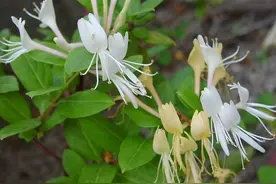 沂（宜）食沂（宜）药|药铺小神仙-金银花图片