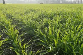 小麦黄化、小麦叶片发黄怎么办？应该怎么解决|领先作物科学图片