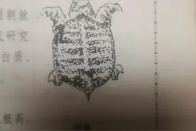 皇冠团鱼——甲鱼图片
