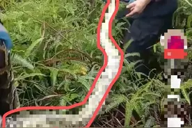 广东男子扫墓遇大腿粗蟒蛇！祖坟生蛇是“吉兆”？蛇真的有灵性吗图片