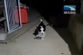 狗狗清道夫，小边牧学会捡拾废弃瓶，主人：出游时狗狗更有参与感图片