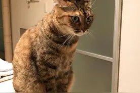 猫咪为什么出现“飞机耳”？这6个原因别不懂图片