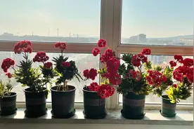 不用花钱买的“防烂根神器”，这2样“火出圈了！”图片
