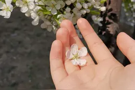 旧爱新欢打擂台，我看你选谁（三）图片