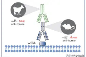二抗选择超全攻略，一秒收藏图片