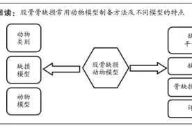 股骨骨缺损动物模型制备现状及特点图片