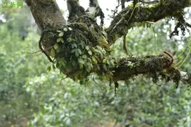 如何区分易武茶和勐库茶？图片