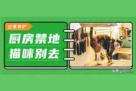 烧伤、烫伤、割伤…如何让猫咪远离危险的厨房？图片