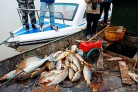 长江鱼群搁浅鄱阳湖，只能看不能捞！禁渔2年，效果怎么样？图片