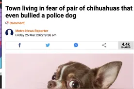 英国两只吉娃娃横行乡里，甚至袭击警犬…网友：一点都不奇怪啊图片