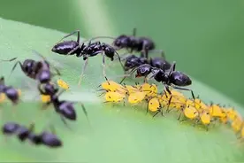 蚂蚁是地球上进化得最完美的生物，没有之一？为何会有这种说法？图片