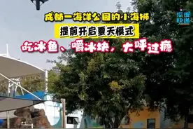 成都一海洋公园的小海狮 提前开启夏天模式图片