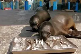成都一海洋公园的小海狮 提前开启夏天模式图片