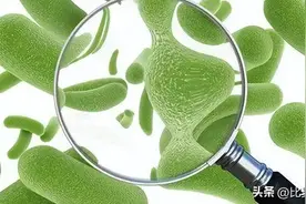 植物乳杆菌 健康肠道，提升免疫力图片