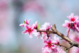 占断春光是此花，十二首桃花的诗词，在诗词中共赴一场桃花之约图片