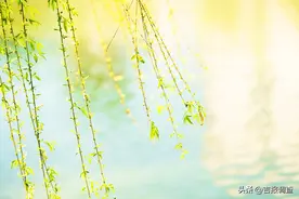 中医小妙招赶快试试：春柳入药，简便有效，明目化积，消炎清热图片