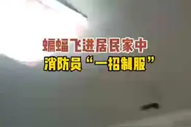 湖北十堰：蝙蝠闯入居民家？ 蓝朋友徒手抓蝙蝠图片